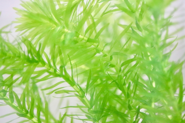 オオカナダモ(アナカリス)とは?繁殖力の強い水草の概要をご紹介!のイメージ