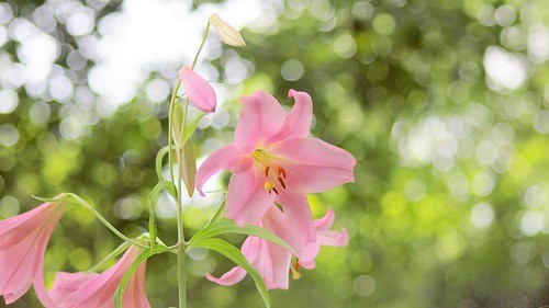 ササユリ（笹百合）とは？その生態や特徴を紹介！自宅で育てられる？