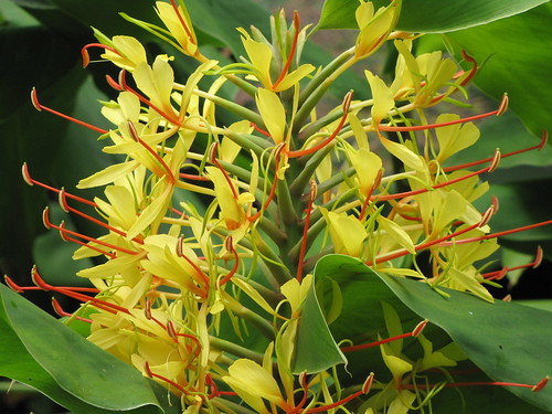 ジンジャーリリーとは?その特徴と育て方を紹介!食用の生姜とは違う?のイメージ