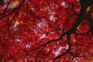 ノムラモミジとは？イロハモミジとの違いや上手な剪定の仕方を解説！