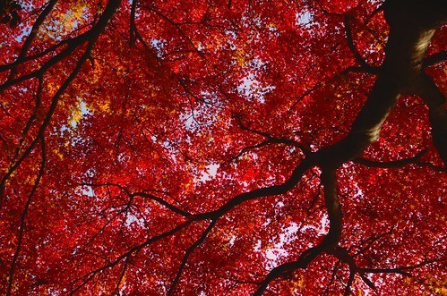 ノムラモミジとは？イロハモミジとの違いや上手な剪定の仕方を解説！のイメージ