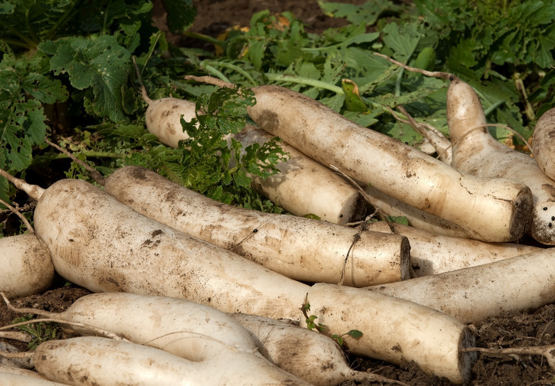 蘿蔔(すずしろ)とは?春の七草ともされる食材の効能や食べ方をご紹介!