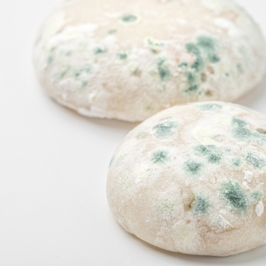 カビを食べるとどうなる？誤って食べてしまったときの症状と対処法まとめ！