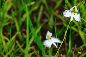 サギソウの育て方！球根の植え付けから季節別の管理のコツまで徹底解説！