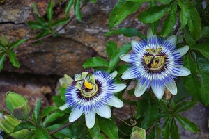 パッションフラワーとは？その効果・効能やオススメの摂取方法を紹介！
