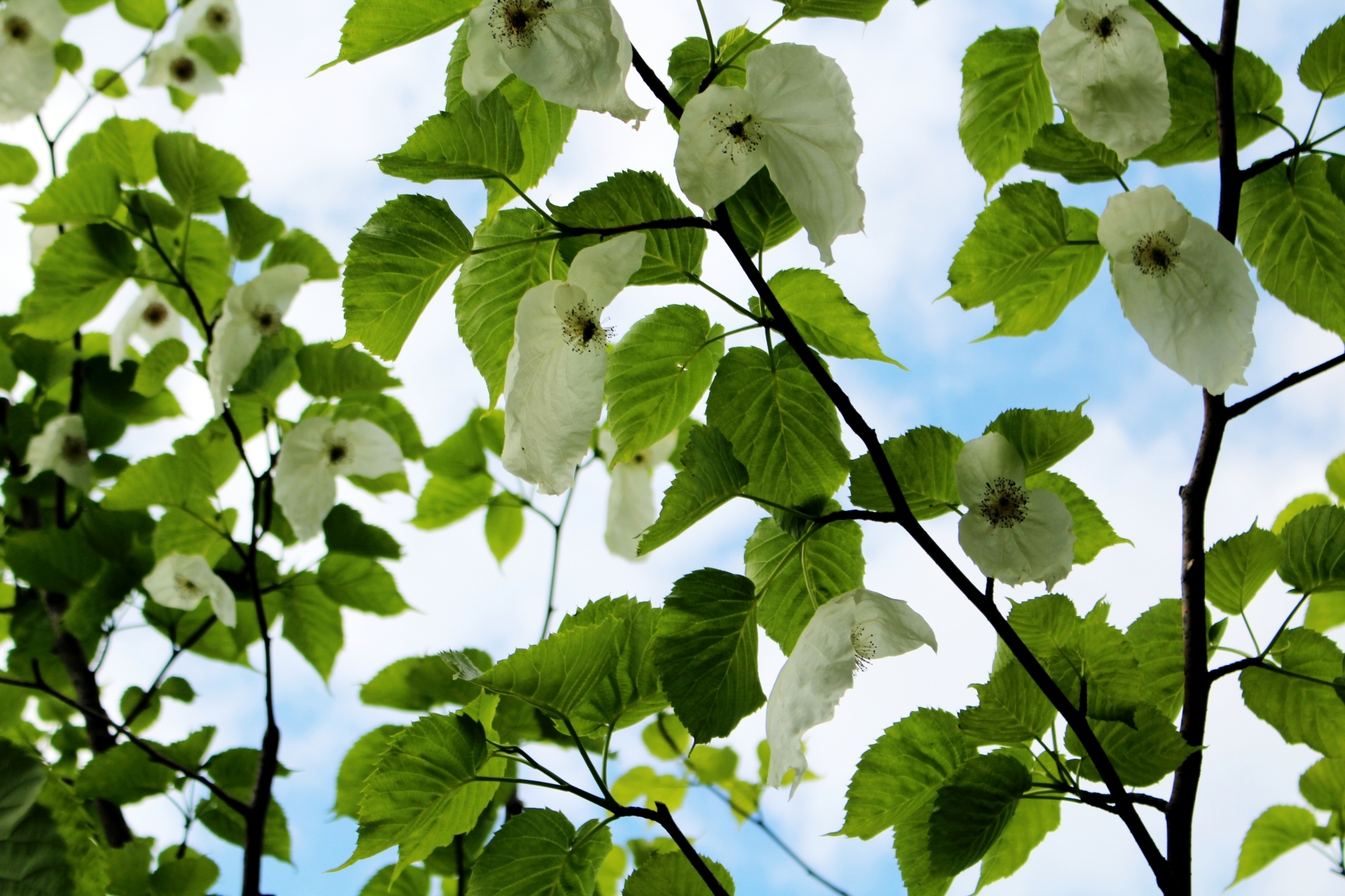 ハンカチの木とは?その特徴や名前の由来をご紹介!実は食べられる?