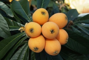 びわの葉エキスの作り方！天然由来の成分を取り入れたエキスを作ろう！
