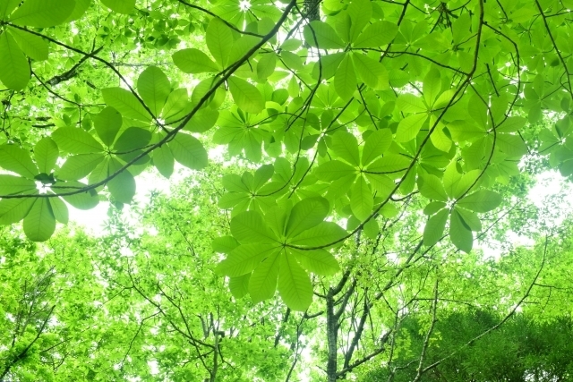 朴の木（ホオノキ）とは？朴葉でも知られる葉をもつ樹木について解説！