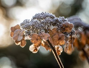 ツルアジサイとは？その特徴や育て方をご紹介！イワガラミとの違いは？