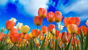 チューリップ球根の正しい保存方法を紹介！翌年も花を咲かせるコツは？