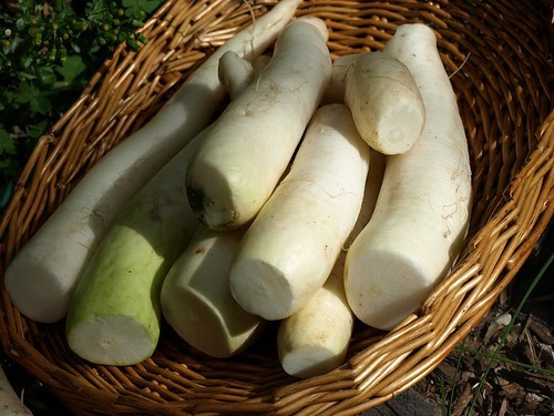 大根を切ると中身が黒い？この原因と理由を解説！食べることはできる？のイメージ