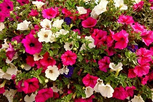 ペチュニアの上手な寄せ植え方法！季節ごとに相性の良い草花もご紹介！