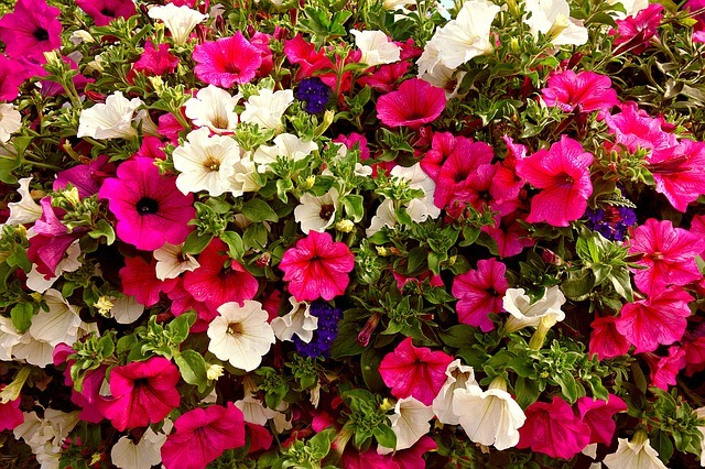 ペチュニアの上手な寄せ植え方法!季節ごとに相性の良い草花もご紹介!のイメージ