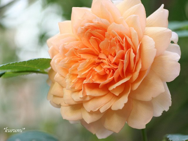 イングリッシュローズのおすすめ品種を色別にご紹介!人気の色はどれ?のイメージ