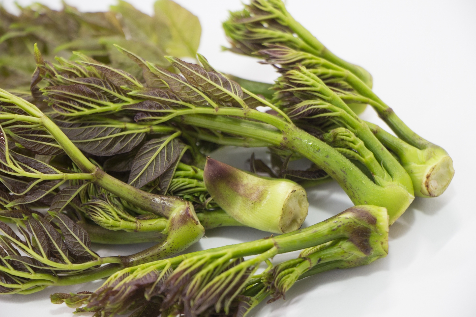 タラの芽は育てられる?増やし方など栽培のコツをわかりやすく解説!のイメージ