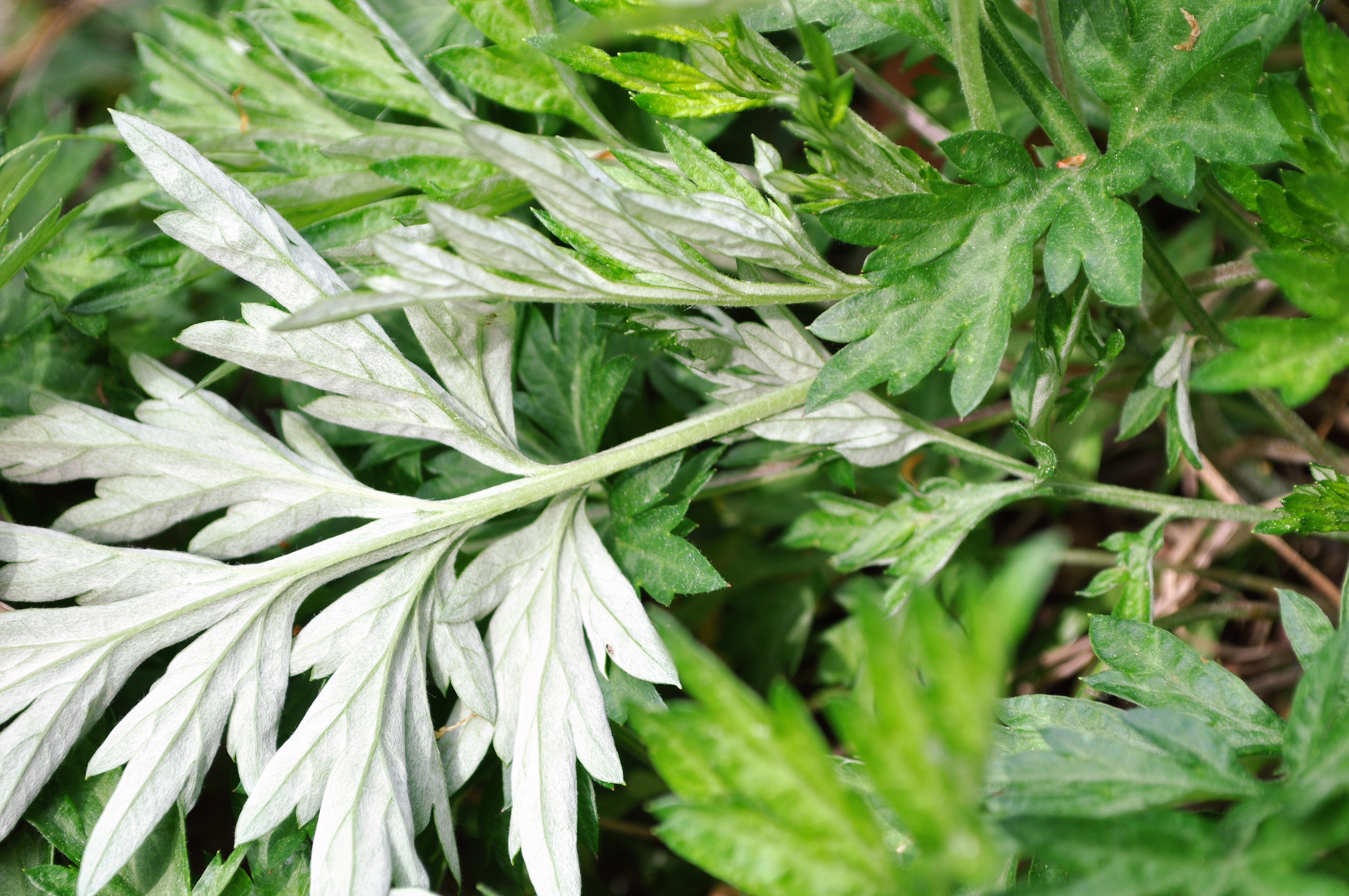 よもぎの育て方！効能が高いとされるヨモギを家庭で栽培するコツは？