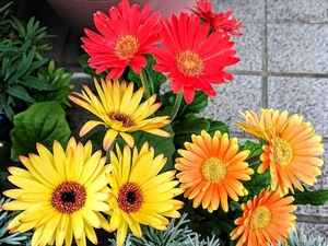寄せ植えを上手にみせる配色とは？4つのパターンと配色例をご紹介！