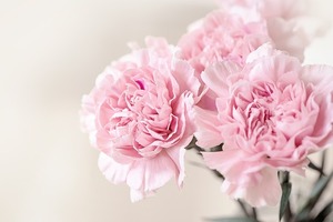 カーネーションの鉢植えでの育て方！枯れた後、翌年も咲かせるコツは？
