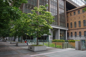 シマトネリコの鉢植えでの育て方！室内やベランダ栽培で枯らさないためには？