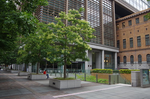 シマトネリコの鉢植えでの育て方!室内やベランダ栽培で枯らさないためには?のイメージ