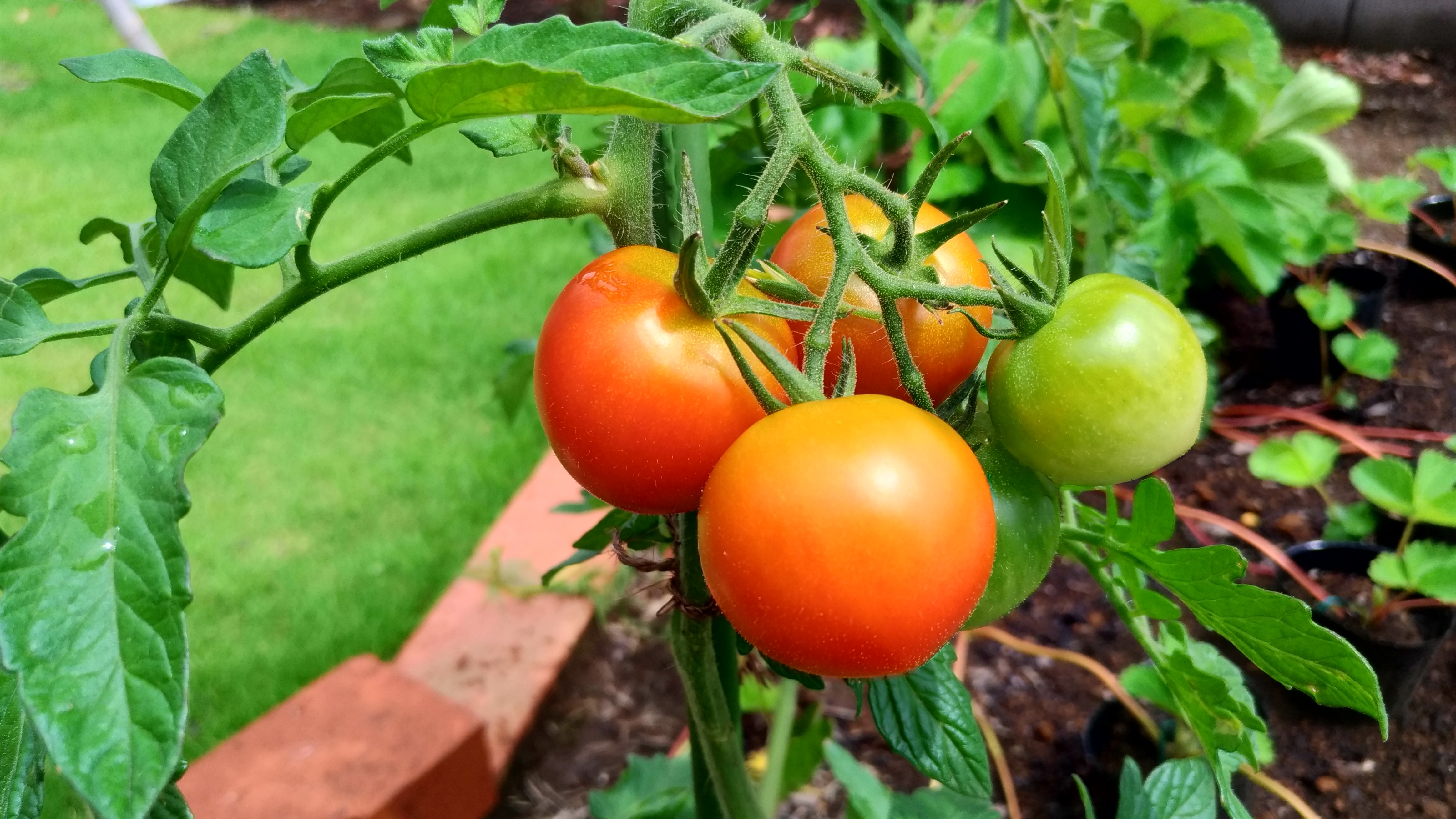 中玉トマト(フルティカ)の育て方!苗から上手に栽培するコツをご紹介!のイメージ