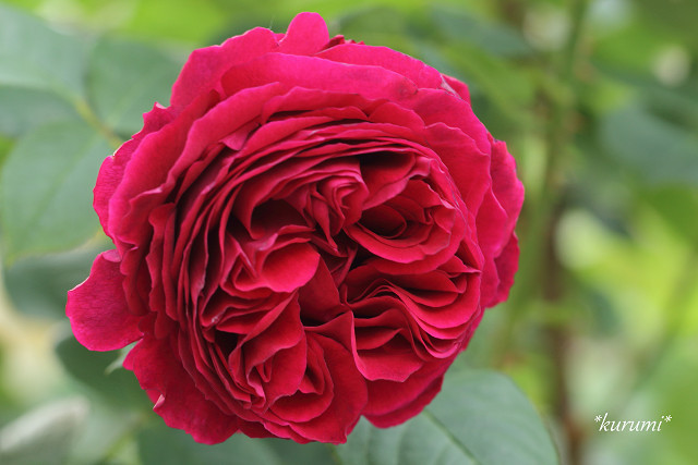 つるバラの人気品種10選!初心者向けから四季咲きの薔薇まで一挙ご紹介!のイメージ