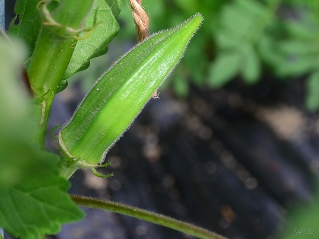 オクラ（グリーンスター）の育て方！種まきから収穫まで栽培のコツを解説！のイメージ