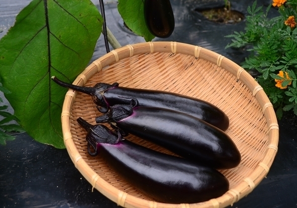 ナス（千両二号）の育て方！摘心のタイミングや剪定方法を詳しく解説！のイメージ