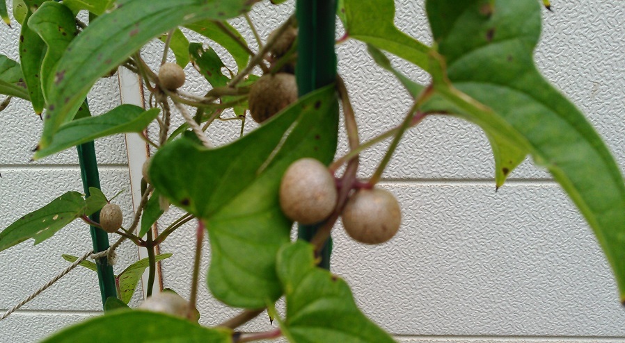自然薯(短形自然薯)の育て方!植え付けから収穫までのコツを解説!