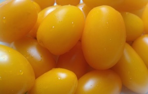 ミニトマト（プチトマト）の作り方！種まき・苗作りから収穫まで解説！