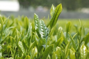 摘心（摘芯）とは？その意味や役割を解説！芯止め・ピンチとの違いは？