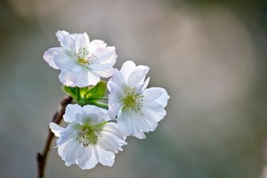 十月桜（ジュウガツザクラ）とは？秋に咲く桜の概要や名所をご紹介！