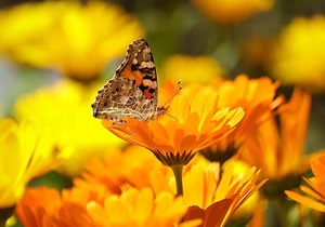 10月が見頃の秋の花4選！それぞれの花言葉や観光名所を併せて紹介！