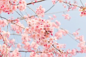 桜の種類・品種まとめ！それぞれの特徴や開花時期を一覧でご紹介！