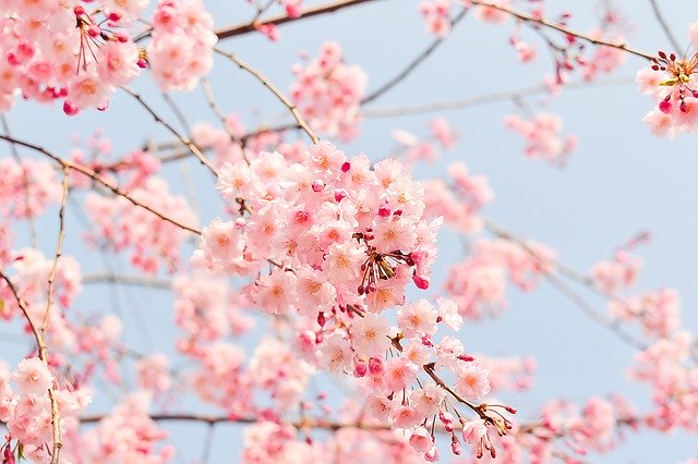 桜の種類・品種まとめ!それぞれの特徴や開花時期を一覧でご紹介!