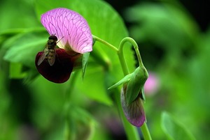 ツタンカーメン豆の名前の由来は？古代エジプトの野菜や料理もご紹介！