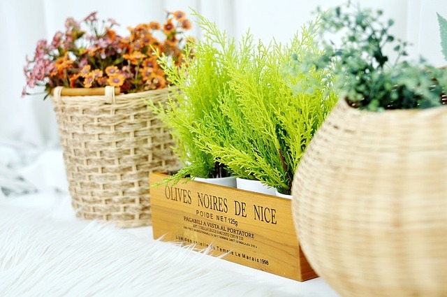 ゴールドクレストの育て方!水やりや剪定方法から仕立て方までご紹介!