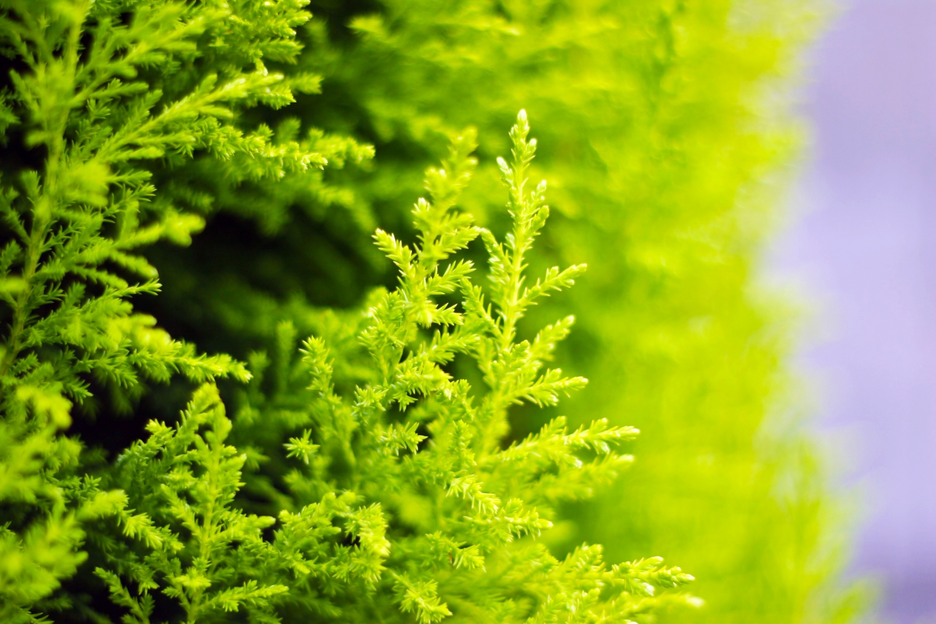 ゴールドクレストとは?葉の香りなどの魅力を解説!コニファーとの違いは?