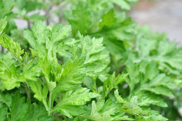 よもぎとは？その特徴や効能をご紹介！ブタクサとの見分け方は？