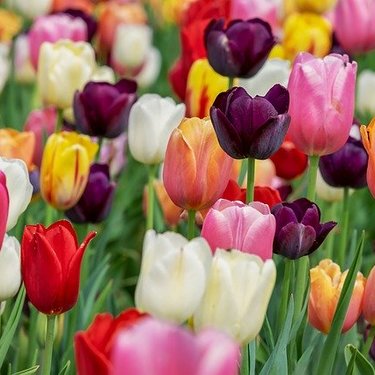 チューリップに存在しない色とは？青や水色のチューリップの花言葉は存在する？