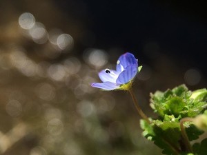 オオイヌノフグリとは？名前の由来や特徴を紹介！ネモフィラとの違いは？