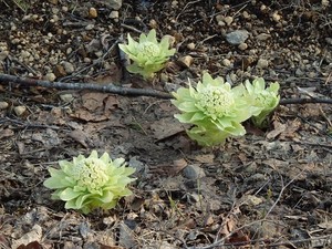 ふきのとうとは？その種類や生態・生息地を紹介！「ふき」との違いは？