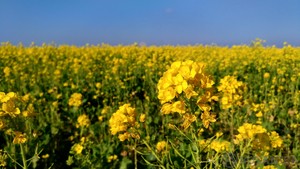 アブラナとは？その特徴や開花時期をご紹介！菜の花とはどう違うの？