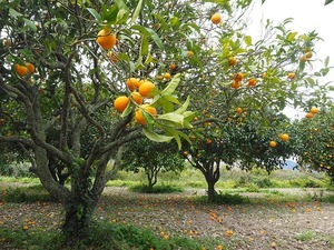 みかんの木の育て方！種や苗木を植えてから収穫までの歳月はどれくらい？