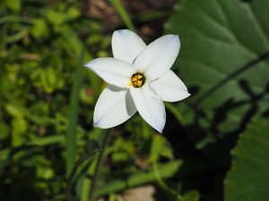 ハナニラとは？植物としての特徴や種類を解説！食用の花ニラとは違う？