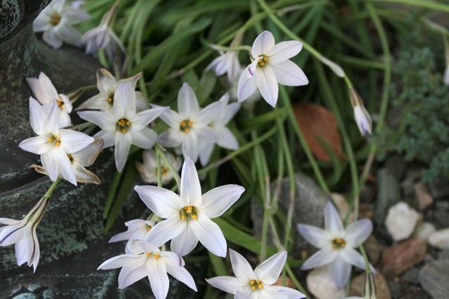 ハナニラの育て方！植えっぱなしでも手間いらずな植物についてご紹介！のイメージ