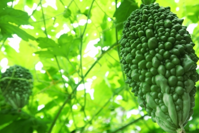 ゴーヤでグリーンカーテンを作る方法とは？栽培手順を詳しく解説！のイメージ