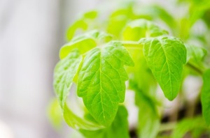 接木苗とは？そのメリットや実生苗との違いを紹介！接木すべき野菜は？