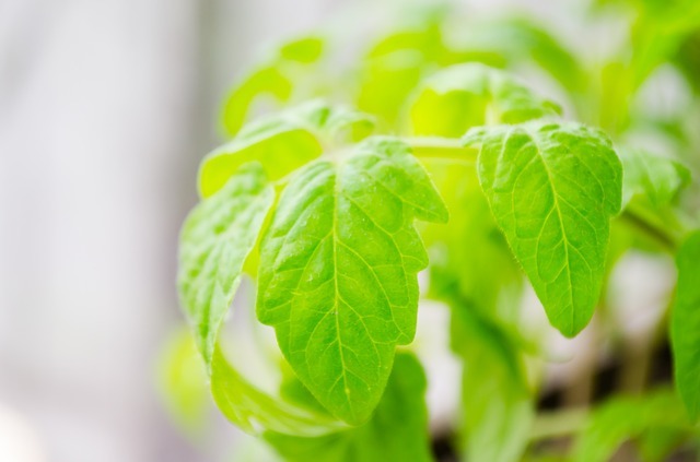 接木苗とは?そのメリットや実生苗との違いを紹介!接木すべき野菜は?