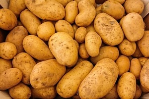 じゃがいもの「芽かき」とは？必要な理由と方法を解説！適期はいつ？
